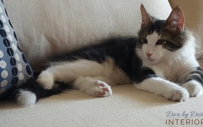 10 Interior Decorating Tips for Pet Owners