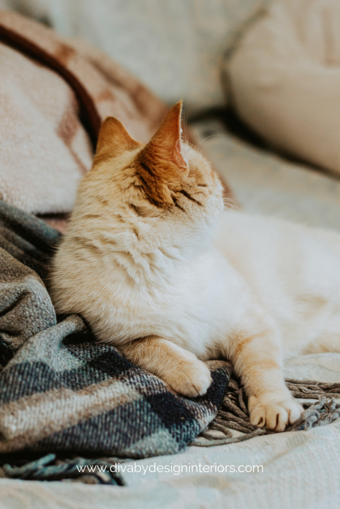cat on blanket match upholstery color to pets decorating tips for pet owners